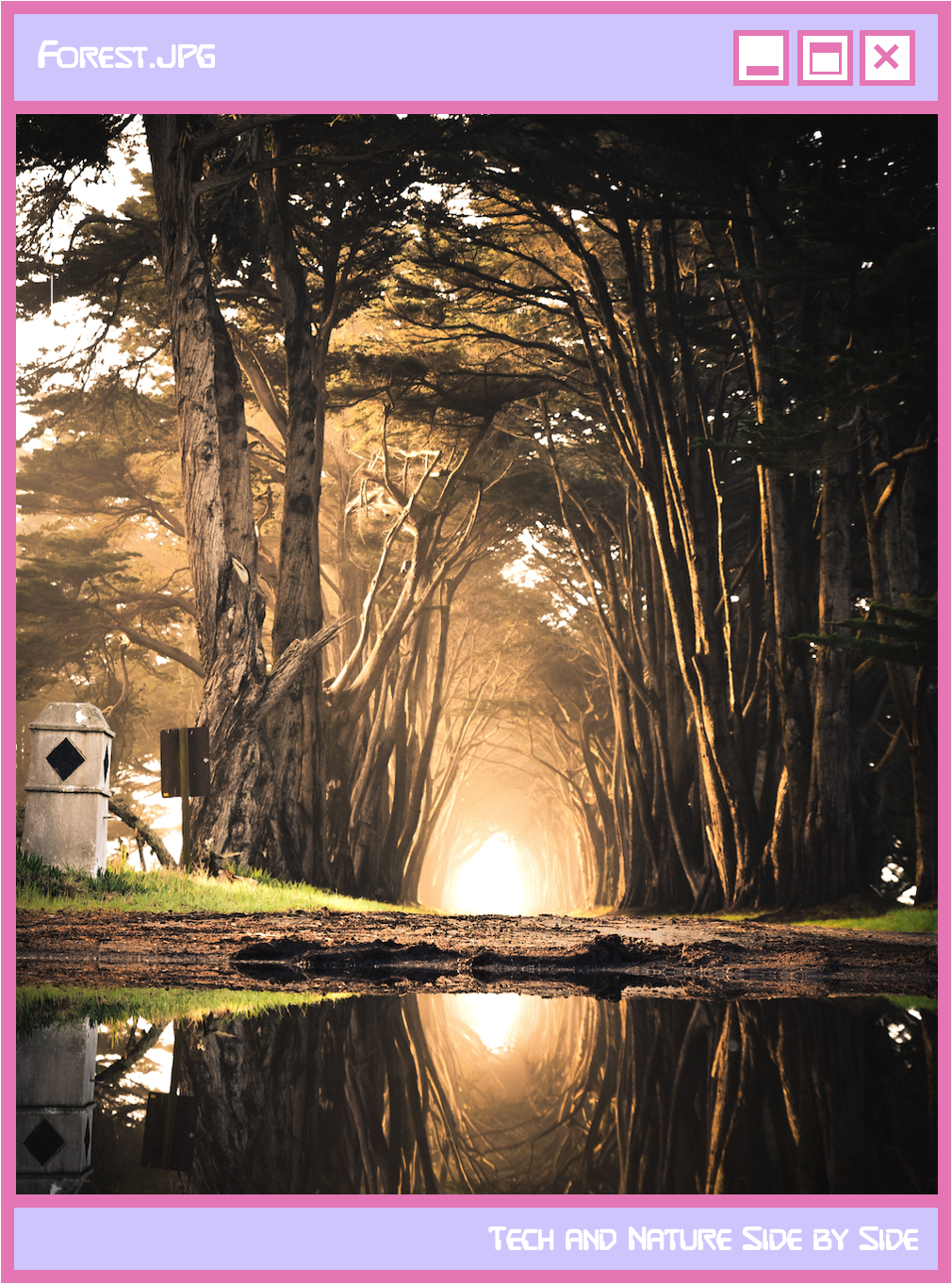 island_forest.png