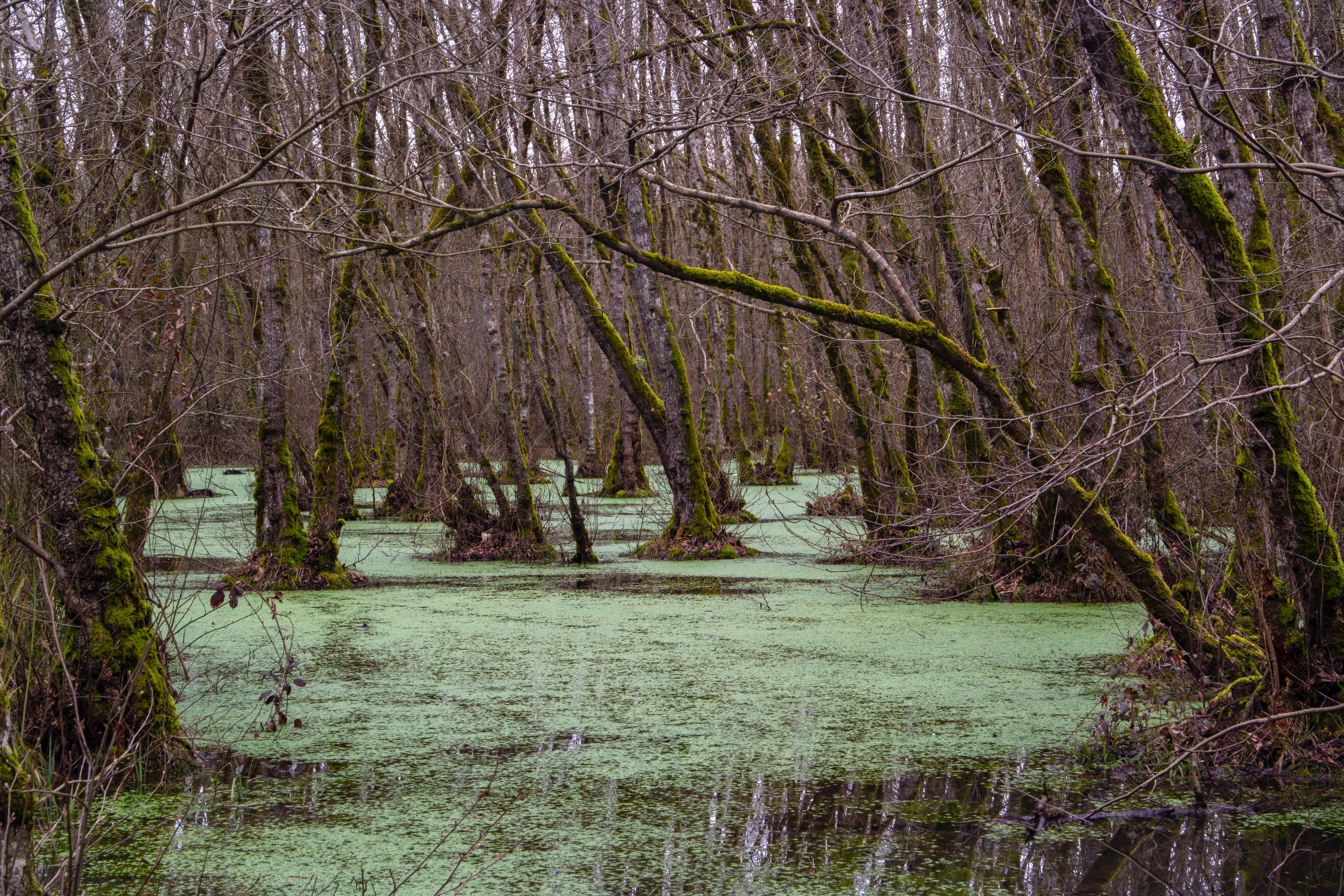swamp.jpg